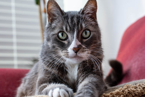 Pets and Sports